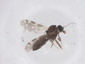  ( - CBG-B03429-C04)  @11 [ ] CreativeCommons - Attribution Share - Alike (2025) Centre for Biodiversity Genomics Centre for Biodiversity Genomics