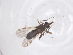  ( - CBG-B03429-H06)  @11 [ ] CreativeCommons - Attribution Share - Alike (2025) Centre for Biodiversity Genomics Centre for Biodiversity Genomics