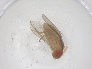  ( - CBG-B03498-C08)  @11 [ ] CreativeCommons - Attribution Share - Alike (2025) Centre for Biodiversity Genomics Centre for Biodiversity Genomics