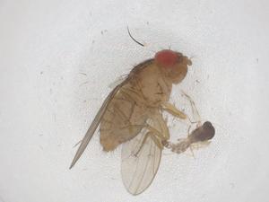  ( - CBG-B03498-C11)  @11 [ ] CreativeCommons - Attribution Share - Alike (2025) Centre for Biodiversity Genomics Centre for Biodiversity Genomics