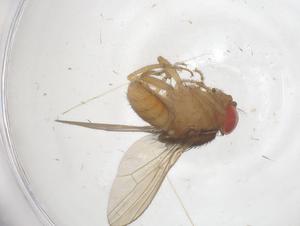  ( - CBG-B03498-H02)  @11 [ ] CreativeCommons - Attribution Share - Alike (2025) Centre for Biodiversity Genomics Centre for Biodiversity Genomics