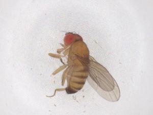  ( - CBG-B03501-C11)  @11 [ ] CreativeCommons - Attribution Share - Alike (2025) Centre for Biodiversity Genomics Centre for Biodiversity Genomics