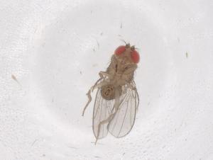  ( - CBG-B03501-F11)  @11 [ ] CreativeCommons - Attribution Share - Alike (2025) Centre for Biodiversity Genomics Centre for Biodiversity Genomics