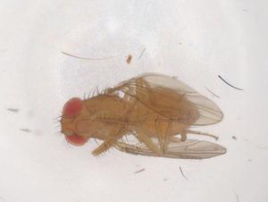  ( - CBG-B03521-A09)  @11 [ ] CreativeCommons - Attribution Share - Alike (2025) Centre for Biodiversity Genomics Centre for Biodiversity Genomics