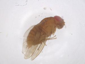  ( - CBG-B03522-F01)  @11 [ ] CreativeCommons - Attribution Share - Alike (2025) Centre for Biodiversity Genomics Centre for Biodiversity Genomics