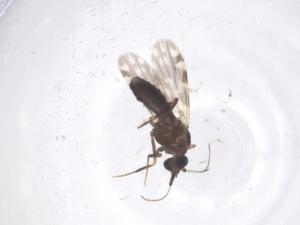  ( - CBG-B04466-H04)  @11 [ ] CreativeCommons - Attribution Share - Alike (2025) Centre for Biodiversity Genomics Centre for Biodiversity Genomics