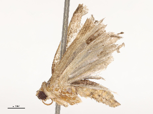  ( - CBG-B04469-D11)  @11 [ ] CreativeCommons - Attribution Share - Alike (2025) CBG Photography Group Centre for Biodiversity Genomics