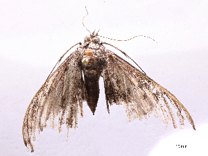  ( - CBG-B04789-B10)  @11 [ ] CreativeCommons - Attribution Share - Alike (2025) CBG Photography Group Centre for Biodiversity Genomics