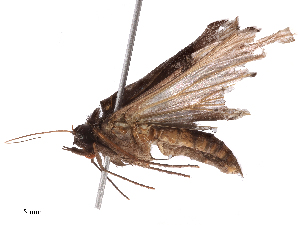  ( - CBG-B04789-C10)  @11 [ ] CreativeCommons - Attribution Share - Alike (2025) CBG Photography Group Centre for Biodiversity Genomics