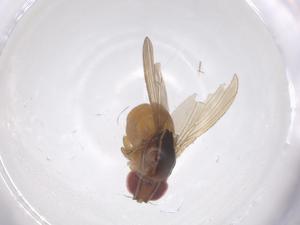  ( - CBG-B05205-F12)  @11 [ ] CreativeCommons - Attribution Share - Alike (2025) Centre for Biodiversity Genomics Centre for Biodiversity Genomics