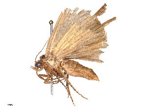  ( - CBG-B06538-C04)  @11 [ ] CreativeCommons - Attribution Share - Alike (2026) CBG Photography Group Centre for Biodiversity Genomics