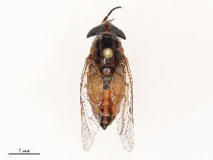  ( - CBG-B07460-H09)  @11 [ ] CreativeCommons - Attribution Share - Alike (2025) CBG Photography Group Centre for Biodiversity Genomics