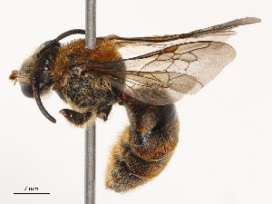  (Trinomia tridentata - CBG-B07597-C08)  @11 [ ] CreativeCommons - Attribution Share - Alike (2025) CBG Photography Group Centre for Biodiversity Genomics