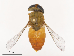  ( - CBG-B19179-A04)  @11 [ ] CreativeCommons - Attribution Share - Alike (2025) CBG Photography Group Centre for Biodiversity Genomics