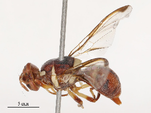  ( - CBG-B19179-A07)  @11 [ ] CreativeCommons - Attribution Share - Alike (2025) CBG Photography Group Centre for Biodiversity Genomics