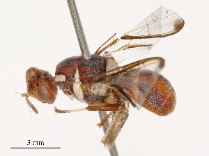  ( - CBG-B19179-A09)  @11 [ ] CreativeCommons - Attribution Share - Alike (2025) CBG Photography Group Centre for Biodiversity Genomics