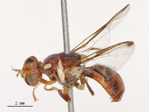  ( - CBG-B19179-A10)  @11 [ ] CreativeCommons - Attribution Share - Alike (2025) CBG Photography Group Centre for Biodiversity Genomics