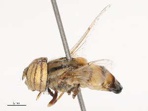 ( - CBG-B19179-B01)  @11 [ ] CreativeCommons - Attribution Share - Alike (2025) CBG Photography Group Centre for Biodiversity Genomics