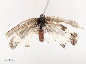  (Azanus natalensis - CBG-B19180-A03)  @11 [ ] CreativeCommons - Attribution Share - Alike (2025) CBG Photography Group Centre for Biodiversity Genomics