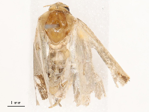  ( - CBG-B19180-D12)  @11 [ ] CreativeCommons - Attribution Share - Alike (2025) CBG Photography Group Centre for Biodiversity Genomics