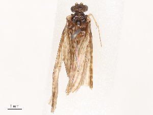  ( - CBG-B19180-H07)  @11 [ ] CreativeCommons - Attribution Share - Alike (2025) CBG Photography Group Centre for Biodiversity Genomics