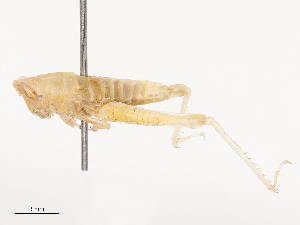  ( - CBG-B19181-C12)  @11 [ ] CreativeCommons - Attribution Share - Alike (2025) CBG Photography Group Centre for Biodiversity Genomics