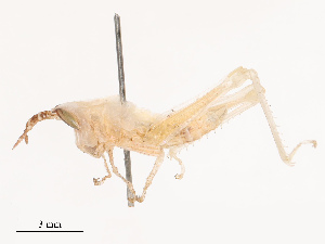  ( - CBG-B19181-D01)  @11 [ ] CreativeCommons - Attribution Share - Alike (2025) CBG Photography Group Centre for Biodiversity Genomics