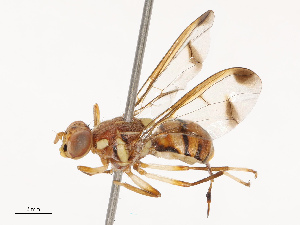  ( - CBG-B19181-G02)  @11 [ ] CreativeCommons - Attribution Share - Alike (2025) CBG Photography Group Centre for Biodiversity Genomics