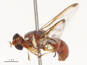  ( - CBG-B19181-G05)  @11 [ ] CreativeCommons - Attribution Share - Alike (2025) CBG Photography Group Centre for Biodiversity Genomics