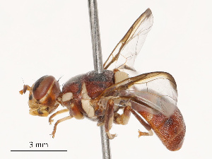  ( - CBG-B19181-G06)  @11 [ ] CreativeCommons - Attribution Share - Alike (2025) CBG Photography Group Centre for Biodiversity Genomics