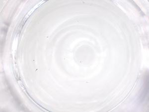  ( - CBG-B20017-G12)  @11 [ ] CreativeCommons - Attribution Share - Alike (2025) Centre for Biodiversity Genomics Centre for Biodiversity Genomics