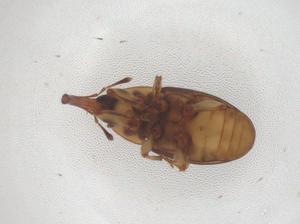  (Elaeidobius bilineatus - CBG-B07480-F04)  @11 [ ] CreativeCommons - Attribution Share - Alike (2025) Centre for Biodiversity Genomics Centre for Biodiversity Genomics