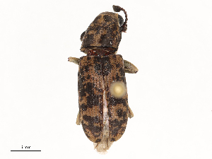  ( - CBG-B15252-H10)  @11 [ ] CreativeCommons - Attribution Share - Alike (2025) CBG Photography Group Centre for Biodiversity Genomics