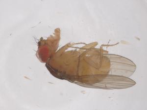  ( - CBG-B15715-A03)  @11 [ ] CreativeCommons - Attribution Share - Alike (2025) Centre for Biodiversity Genomics Centre for Biodiversity Genomics