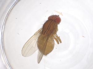  ( - CBG-B15734-H01)  @11 [ ] CreativeCommons - Attribution Share - Alike (2025) Centre for Biodiversity Genomics Centre for Biodiversity Genomics