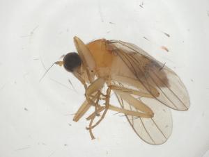  ( - CBG-B15735-A04)  @11 [ ] CreativeCommons - Attribution Share - Alike (2025) Centre for Biodiversity Genomics Centre for Biodiversity Genomics