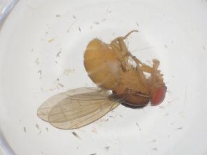  ( - CBG-B15735-C10)  @11 [ ] CreativeCommons - Attribution Share - Alike (2025) Centre for Biodiversity Genomics Centre for Biodiversity Genomics