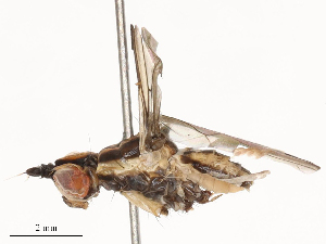  ( - CBG-B20053-C11)  @11 [ ] CreativeCommons - Attribution Share - Alike (2025) CBG Photography Group Centre for Biodiversity Genomics