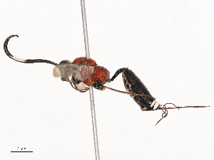  ( - CBG-B00179-C01)  @11 [ ] CreativeCommons - Attribution Share - Alike (2025) CBG Photography Group Centre for Biodiversity Genomics