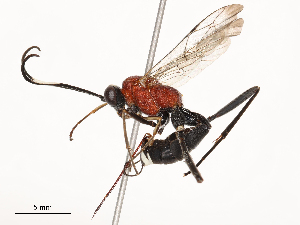  ( - CBG-B00179-D06)  @11 [ ] CreativeCommons - Attribution Share - Alike (2025) CBG Photography Group Centre for Biodiversity Genomics