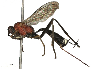  ( - CBG-B00181-H06)  @11 [ ] CreativeCommons - Attribution Share - Alike (2025) CBG Photography Group Centre for Biodiversity Genomics