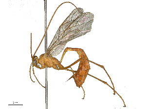  (Enicospilus oweni - CBG-B00181-H07)  @11 [ ] CreativeCommons - Attribution Share - Alike (2025) CBG Photography Group Centre for Biodiversity Genomics