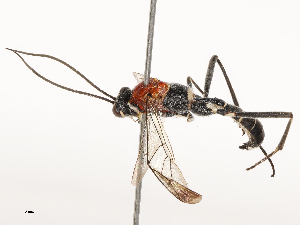  ( - CBG-B00183-C05)  @11 [ ] CreativeCommons - Attribution Share - Alike (2025) CBG Photography Group Centre for Biodiversity Genomics