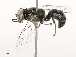  ( - CBG-B00183-F05)  @11 [ ] CreativeCommons - Attribution Share - Alike (2025) CBG Photography Group Centre for Biodiversity Genomics