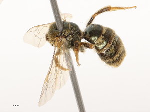  ( - CBG-B00183-F08)  @11 [ ] CreativeCommons - Attribution Share - Alike (2025) CBG Photography Group Centre for Biodiversity Genomics