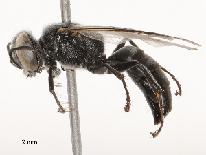  ( - CBG-B00197-E04)  @11 [ ] CreativeCommons - Attribution Share - Alike (2025) CBG Photography Group Centre for Biodiversity Genomics