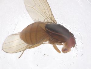  ( - CBG-B01793-D01)  @11 [ ] CreativeCommons - Attribution Share - Alike (2025) Centre for Biodiversity Genomics Centre for Biodiversity Genomics