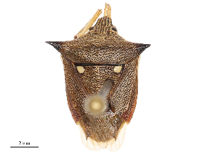  ( - CBG-B01800-C01)  @11 [ ] CreativeCommons - Attribution Share - Alike (2025) CBG Photography Group Centre for Biodiversity Genomics
