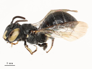  ( - CBG-B01800-E02)  @11 [ ] CreativeCommons - Attribution Share - Alike (2025) CBG Photography Group Centre for Biodiversity Genomics