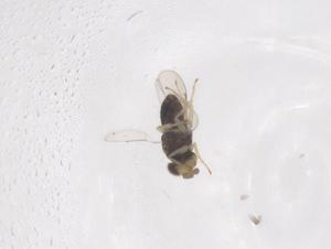  ( - CBG-B01817-G07)  @11 [ ] CreativeCommons - Attribution Share - Alike (2025) Centre for Biodiversity Genomics Centre for Biodiversity Genomics